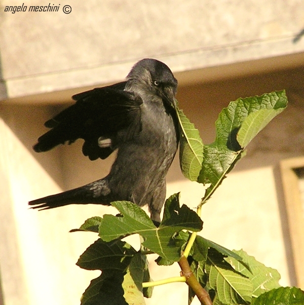 Taccola  Corvus monedula equilibrista